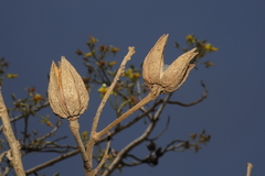 Eriolaena quinquelocularis